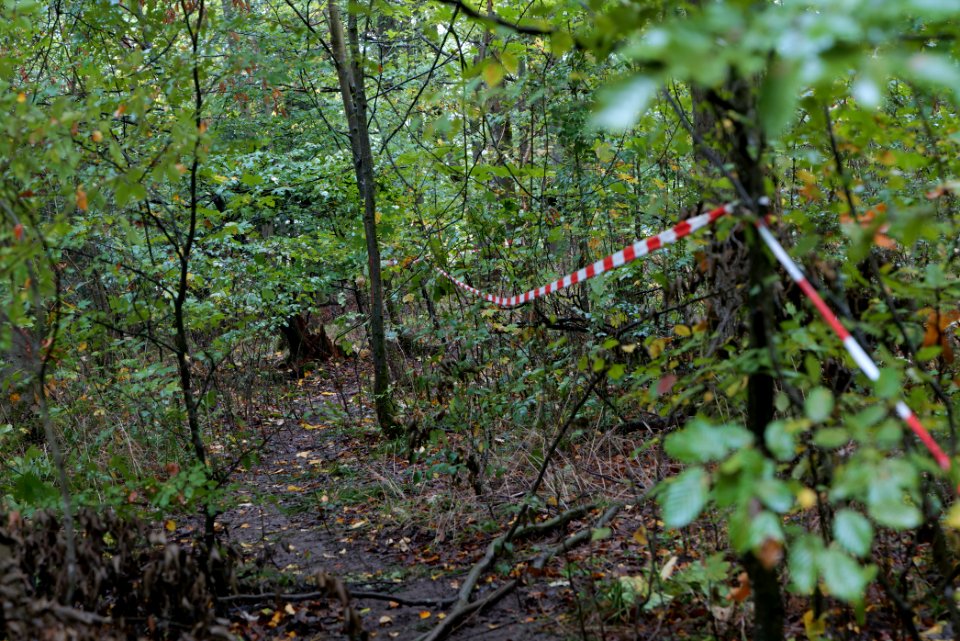 Maulbach forest after tree cuttings 2020-10-08 71
