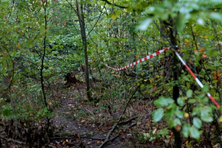 Maulbach forest after tree cuttings 2020-10-08 71