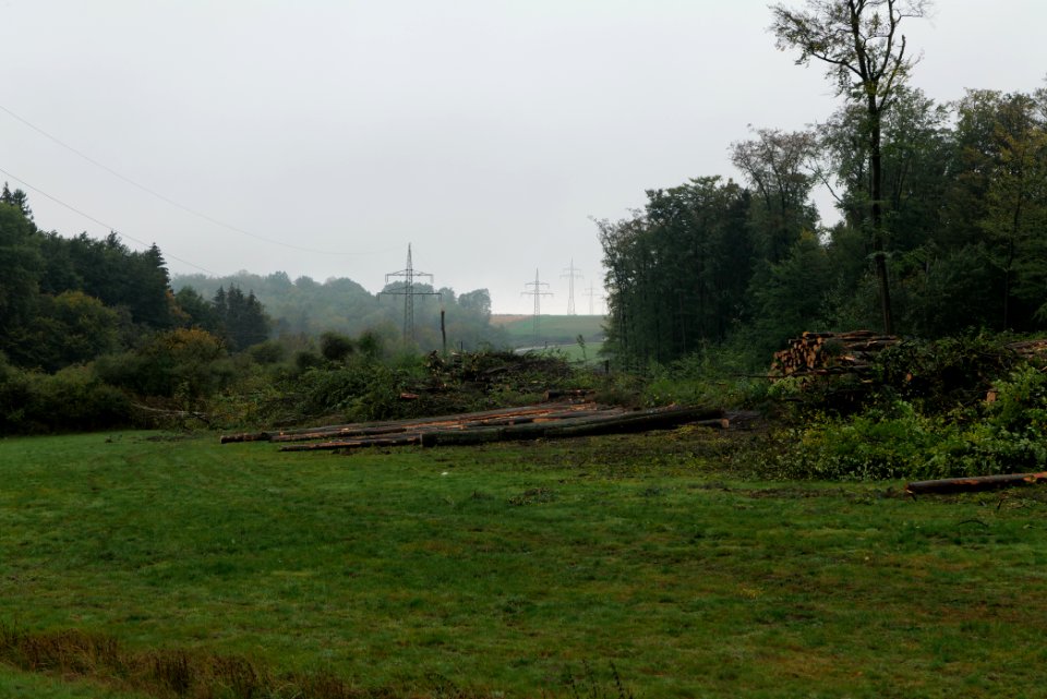 Maulbach forest after tree cuttings 2020-10-08 50