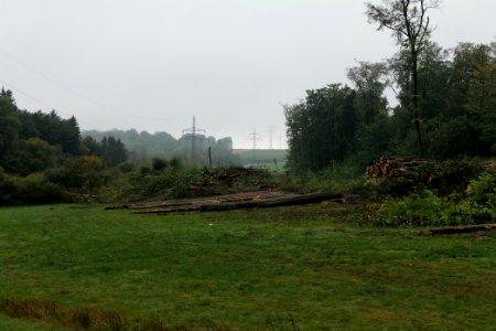 Maulbach forest after tree cuttings 2020-10-08 50