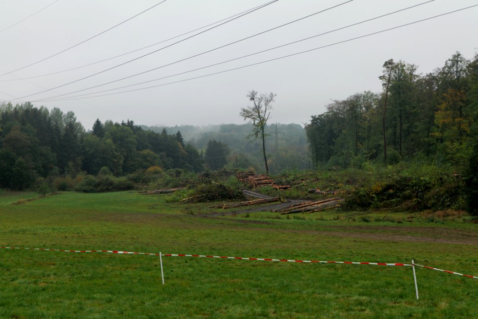 Maulbach forest after tree cuttings 2020-10-08 64