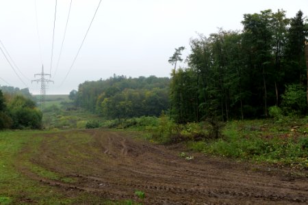 Maulbach forest after tree cuttings 2020-10-08 44