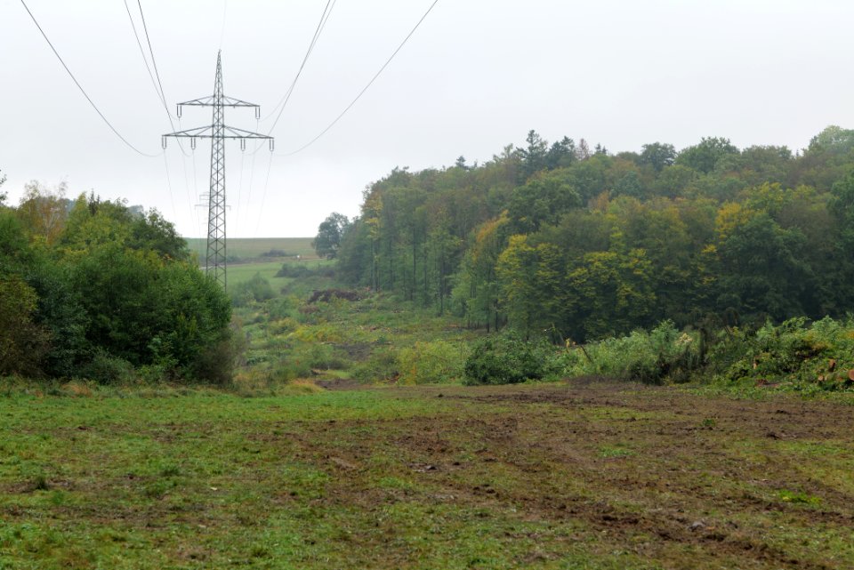 Maulbach forest after tree cuttings 2020-10-08 97