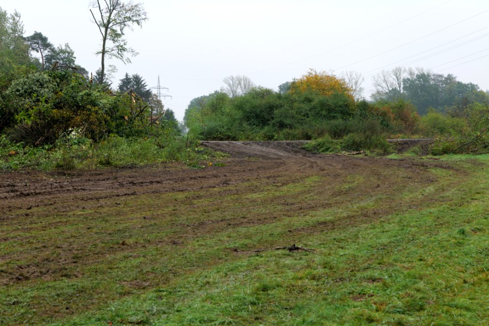 Maulbach forest after tree cuttings 2020-10-08 95