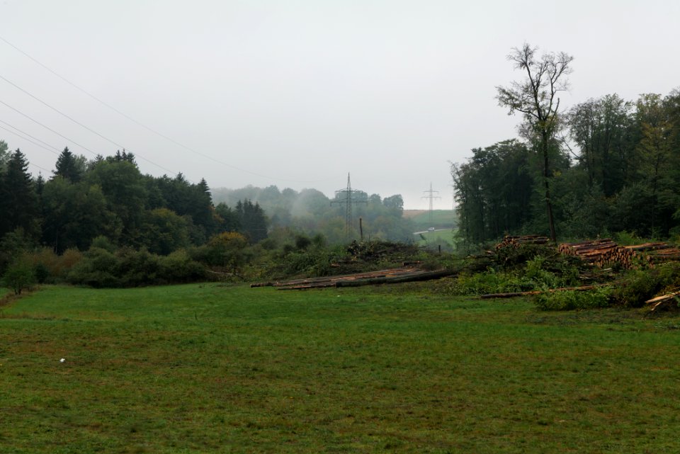 Maulbach forest after tree cuttings 2020-10-08 53