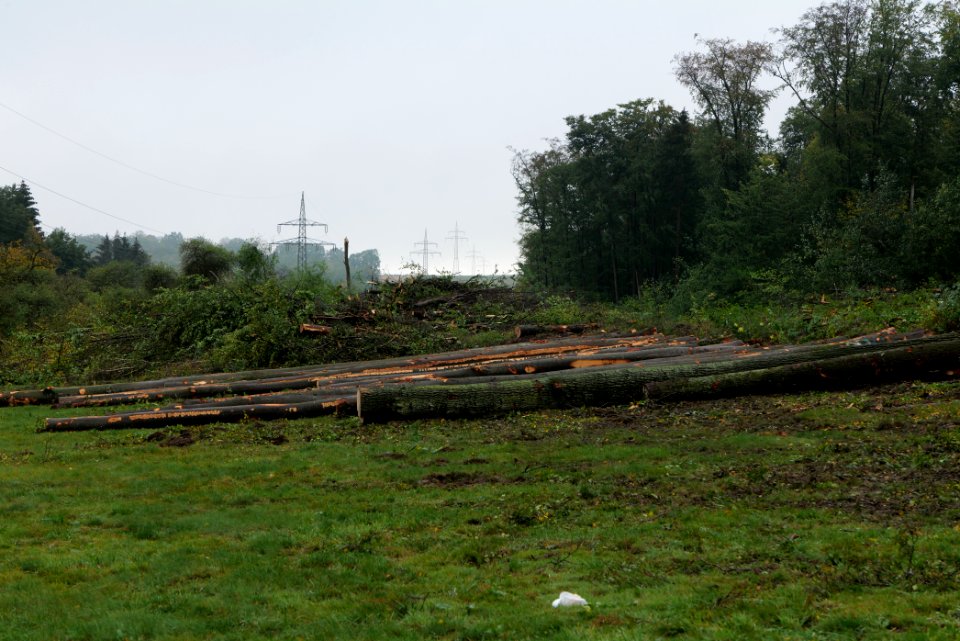 Maulbach forest after tree cuttings 2020-10-08 49