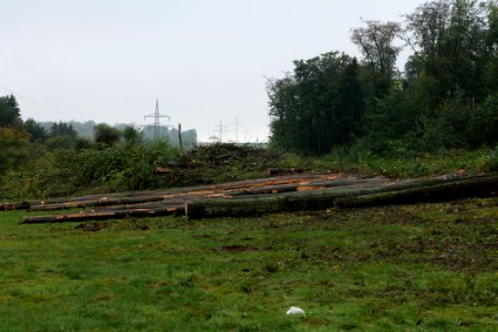 Maulbach forest after tree cuttings 2020-10-08 49