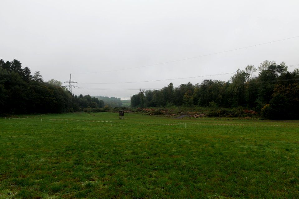 Maulbach forest after tree cuttings 2020-10-08 58
