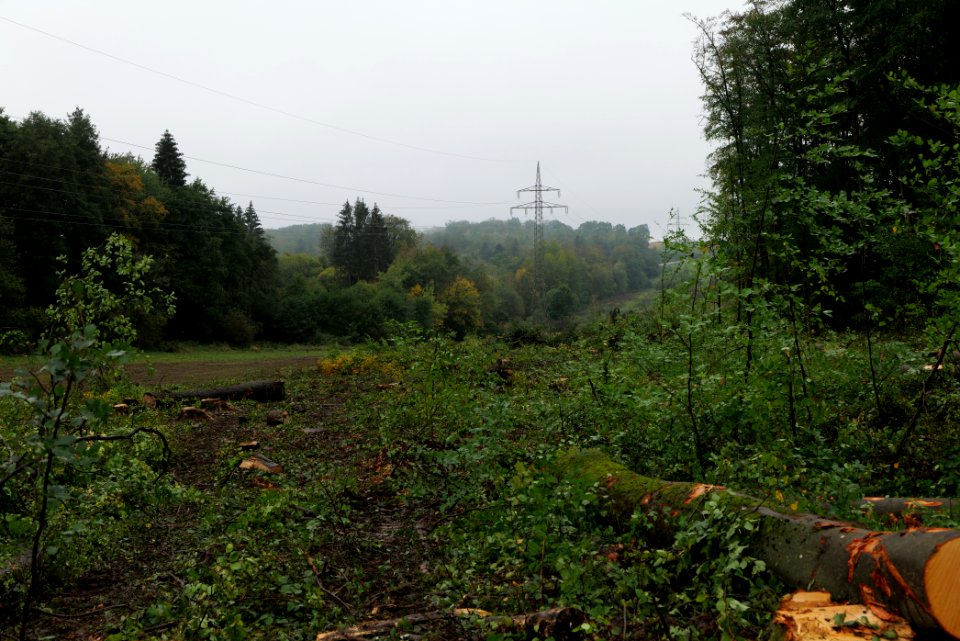 Maulbach forest after tree cuttings 2020-10-08 39