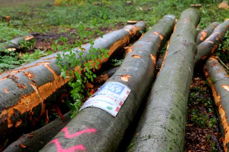 Maulbach forest after tree cuttings 2020-10-08 35