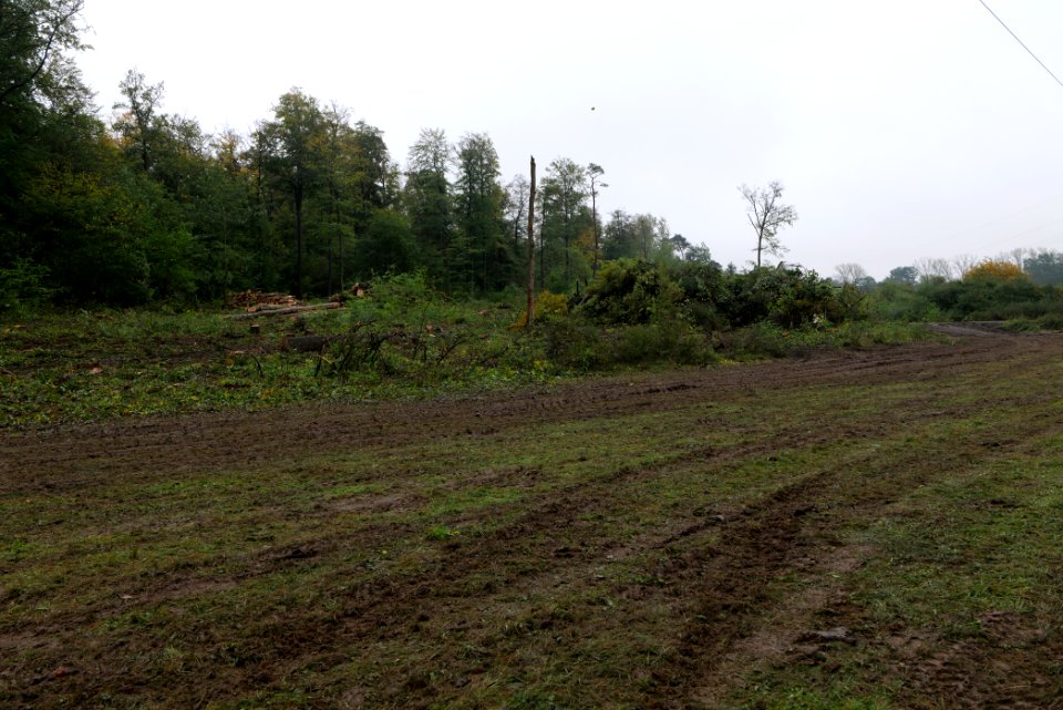 Maulbach forest after tree cuttings 2020-10-08 93