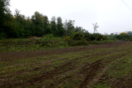 Maulbach forest after tree cuttings 2020-10-08 93