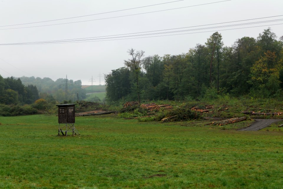 Maulbach forest after tree cuttings 2020-10-08 56