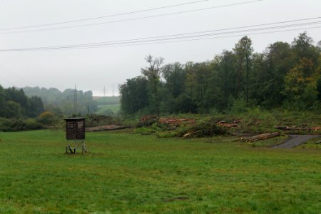 Maulbach forest after tree cuttings 2020-10-08 56