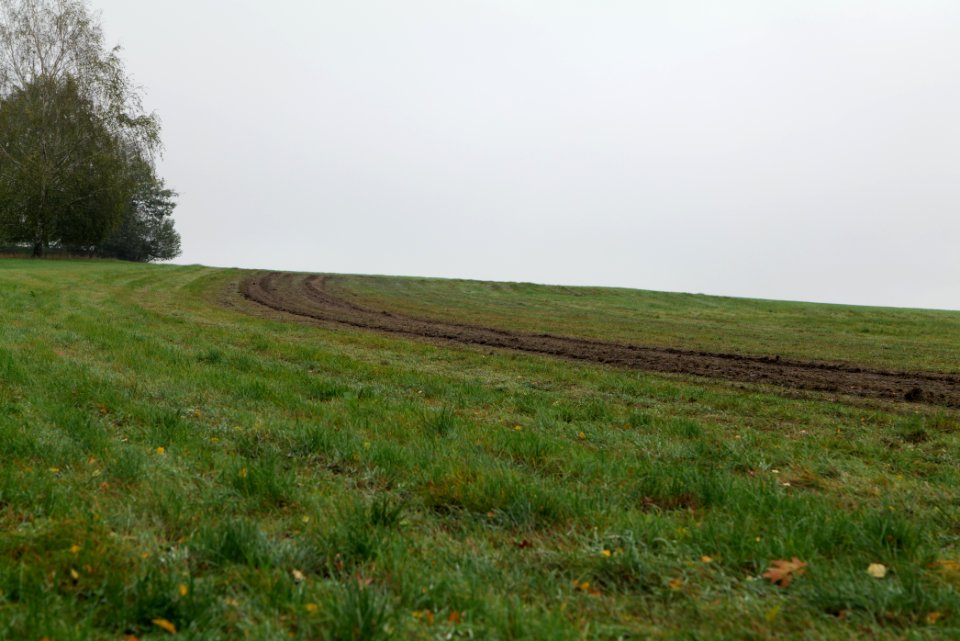 Maulbach forest after tree cuttings 2020-10-08 69