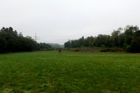 Maulbach forest after tree cuttings 2020-10-08 57
