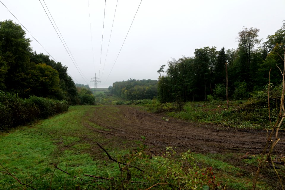 Maulbach forest after tree cuttings 2020-10-08 45