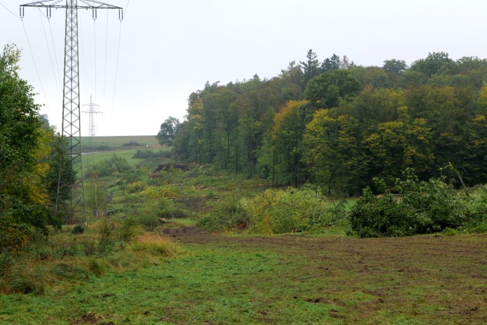 Maulbach forest after tree cuttings 2020-10-08 85