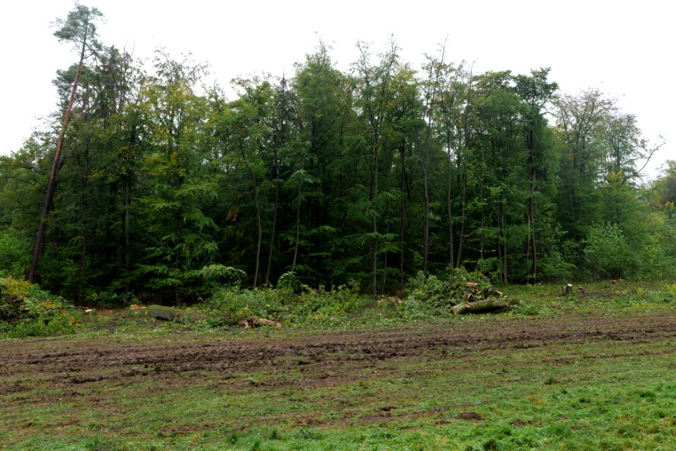 Maulbach forest after tree cuttings 2020-10-08 83