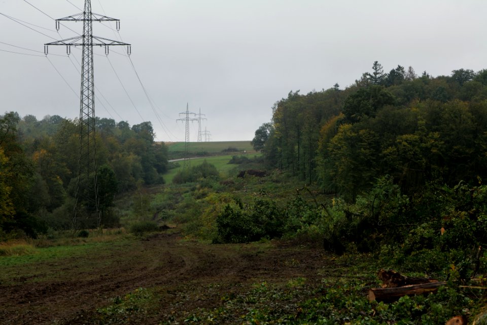 Maulbach forest after tree cuttings 2020-10-08 74