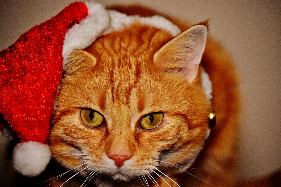 Santa hat funny cute