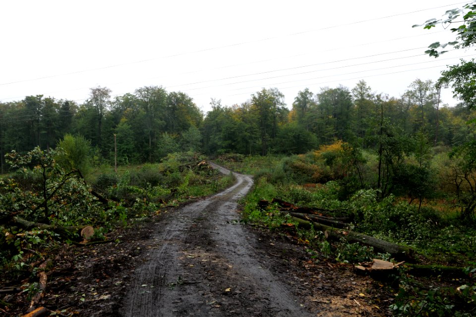 Maulbach forest after tree cuttings 2020-10-08 99
