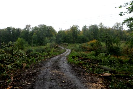 Maulbach forest after tree cuttings 2020-10-08 99
