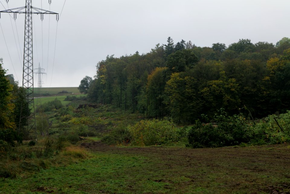 Maulbach forest after tree cuttings 2020-10-08 75
