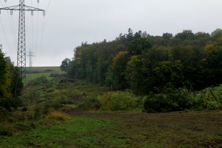 Maulbach forest after tree cuttings 2020-10-08 75