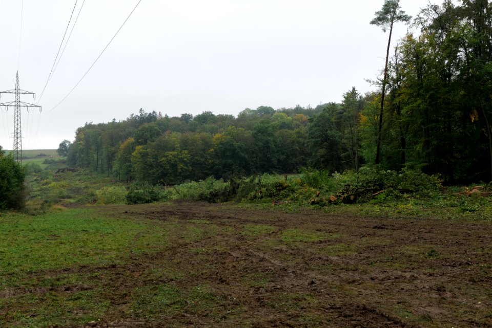 Maulbach forest after tree cuttings 2020-10-08 92
