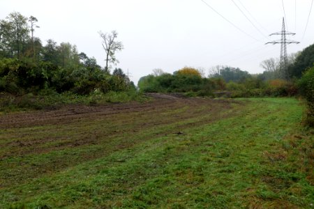 Maulbach forest after tree cuttings 2020-10-08 94