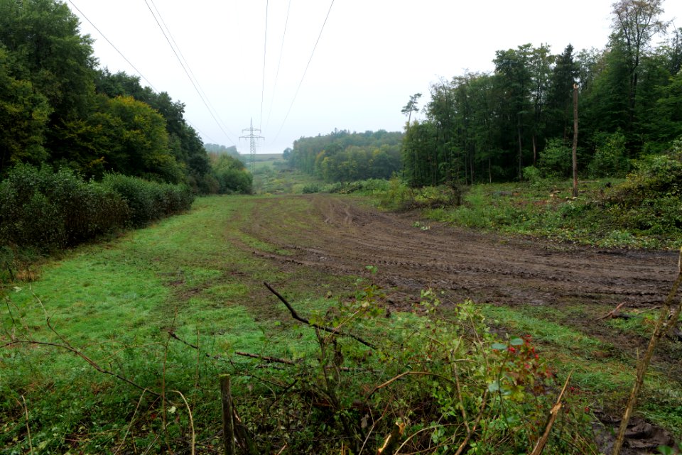 Maulbach forest after tree cuttings 2020-10-08 42