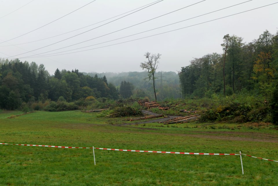 Maulbach forest after tree cuttings 2020-10-08 62