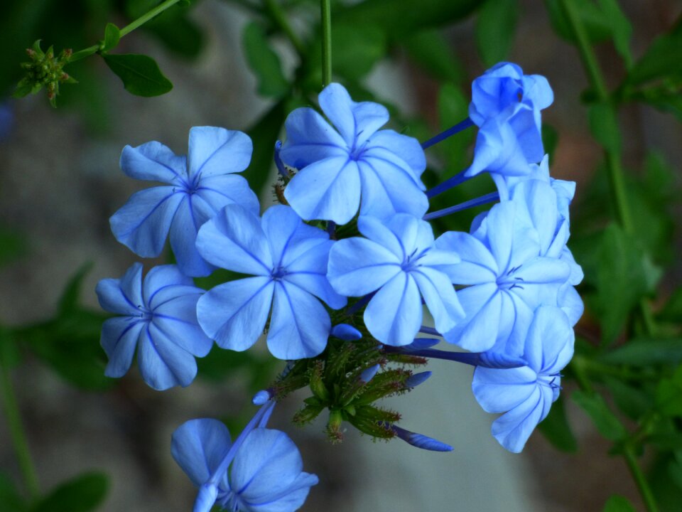 Garden botany flora