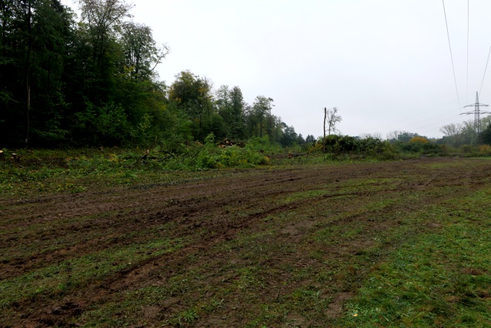 Maulbach forest after tree cuttings 2020-10-08 87