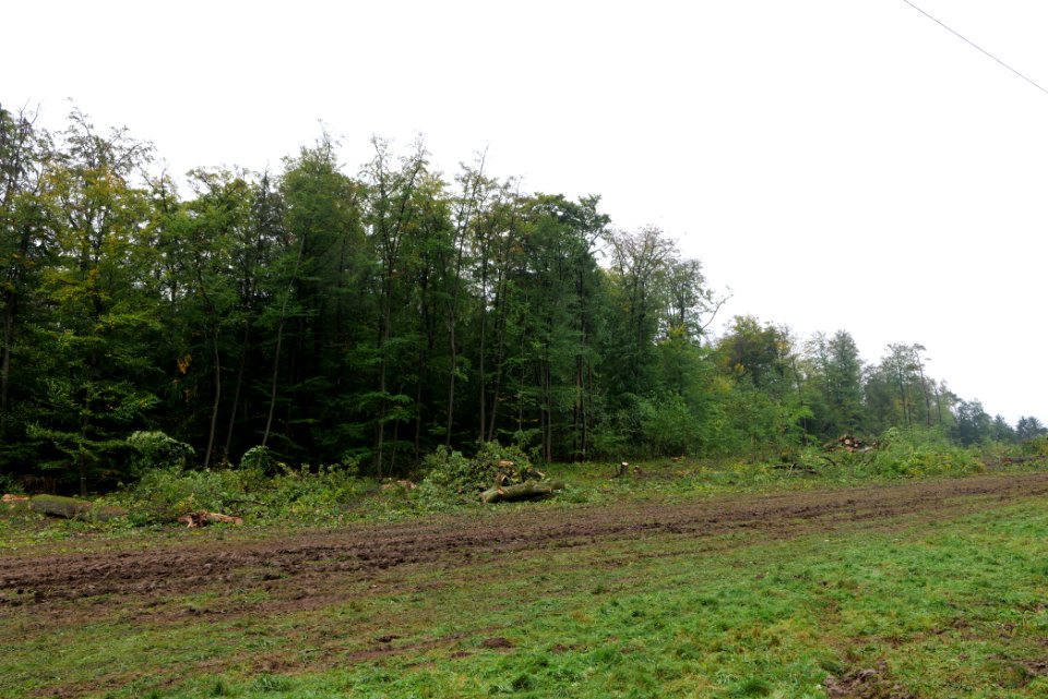 Maulbach forest after tree cuttings 2020-10-08 79