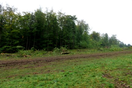 Maulbach forest after tree cuttings 2020-10-08 78