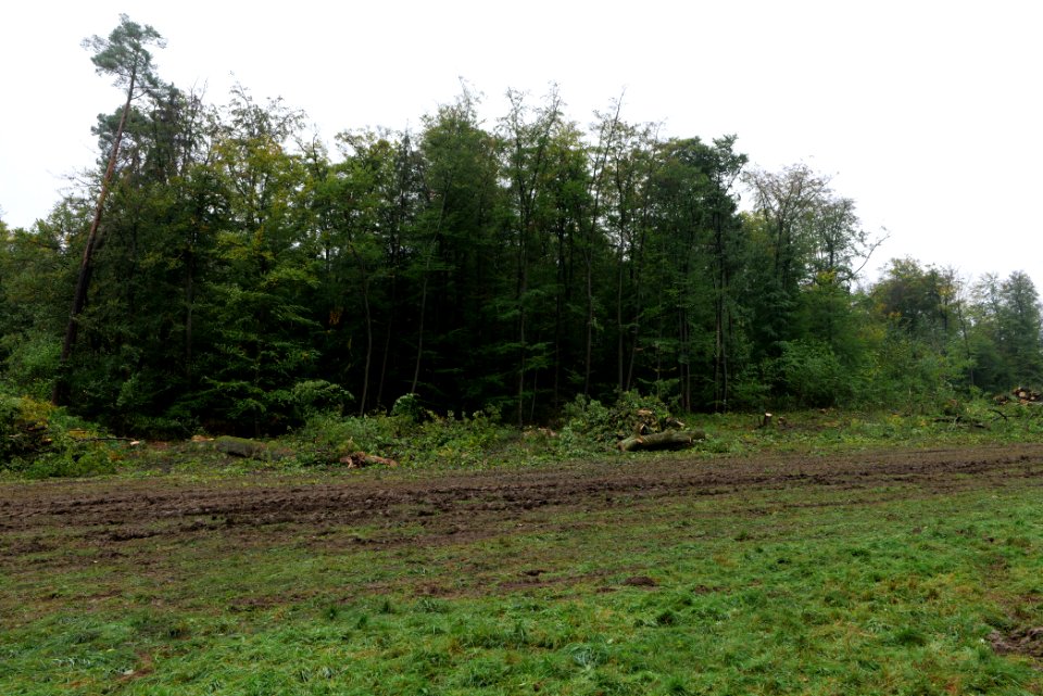 Maulbach forest after tree cuttings 2020-10-08 82