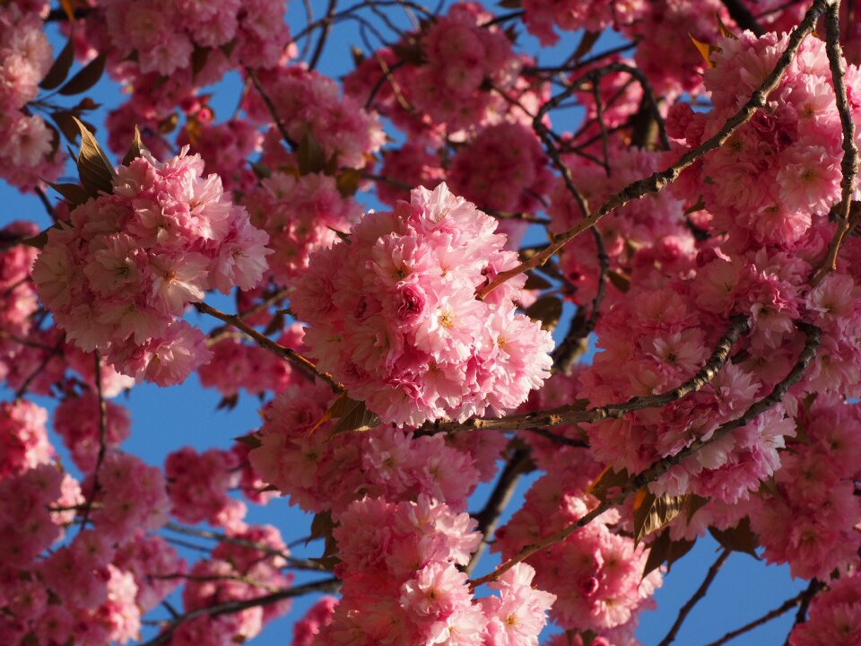 Blossom bloom japanese flowering cherry