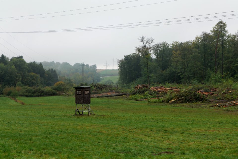 Maulbach forest after tree cuttings 2020-10-08 55