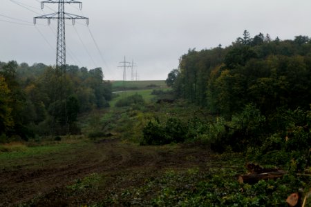 Maulbach forest after tree cuttings 2020-10-08 73
