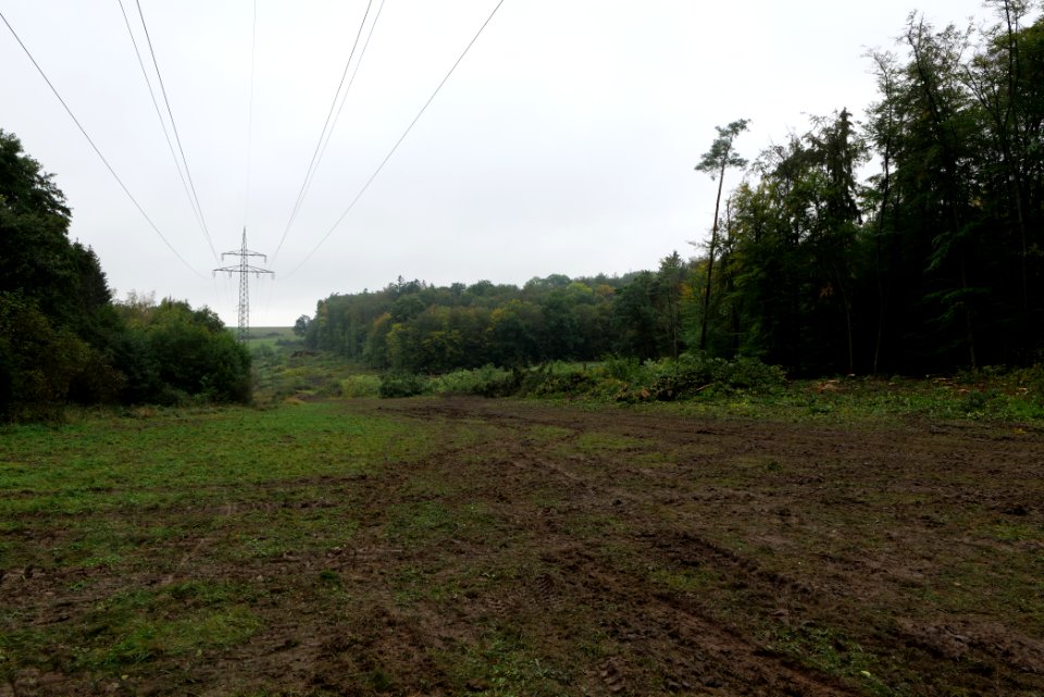 Maulbach forest after tree cuttings 2020-10-08 90