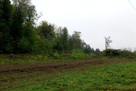 Maulbach forest after tree cuttings 2020-10-08 84