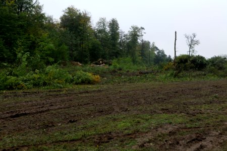 Maulbach forest after tree cuttings 2020-10-08 89