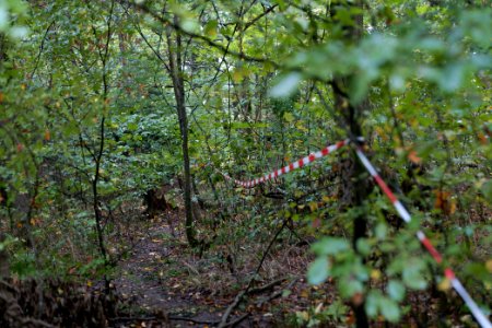 Maulbach forest after tree cuttings 2020-10-08 72