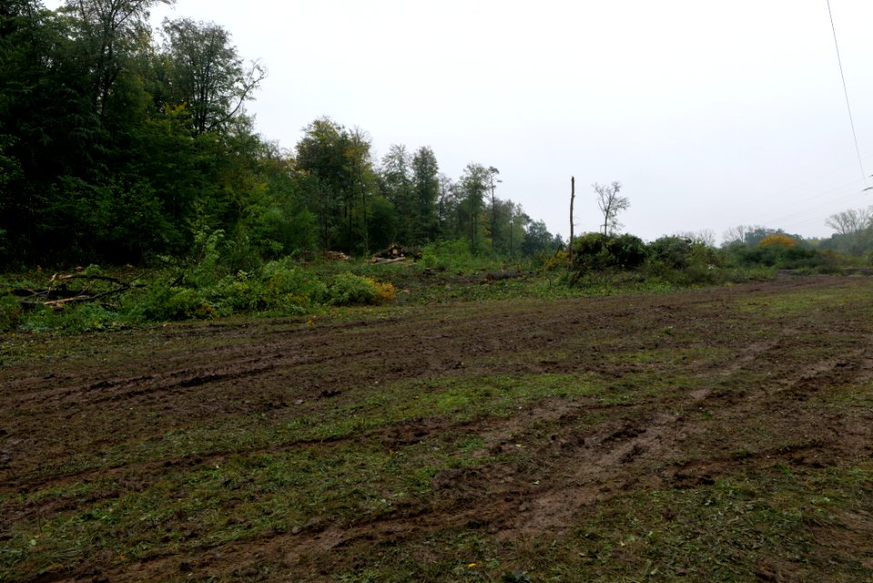 Maulbach forest after tree cuttings 2020-10-08 88