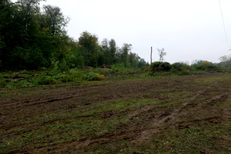 Maulbach forest after tree cuttings 2020-10-08 88