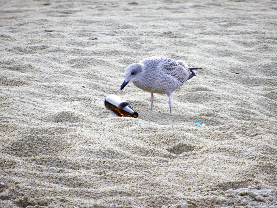 Birds beach garbage