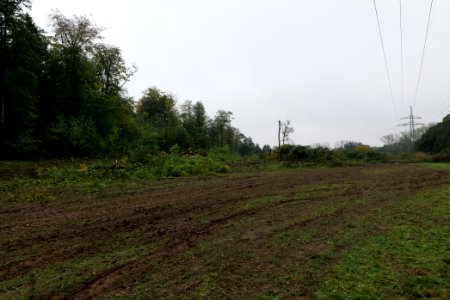 Maulbach forest after tree cuttings 2020-10-08 86