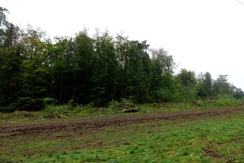 Maulbach forest after tree cuttings 2020-10-08 81